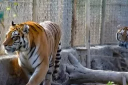 9 cá thể hổ nuôi trái phép ở Thanh Hóa giờ ra sao?