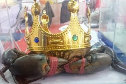 Thị trường - Tiêu dùng - Người nuôi cua ở Cà Mau nói về việc săn lùng "vua cua" nặng trên 1,4 kg