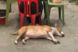 Công nghệ thông tin - Dân mạng "rần rần" vì chú chó Mr. Gold trong game "Tiệm phở của anh Hai" phiên bản đời thực