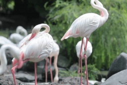 Tin tức trong ngày - Kỳ tích hồng hạc con đầu tiên chào đời tại Thảo Cầm Viên sau 20 năm