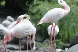 Kỳ tích hồng hạc con đầu tiên chào đời tại Thảo Cầm Viên sau 20 năm