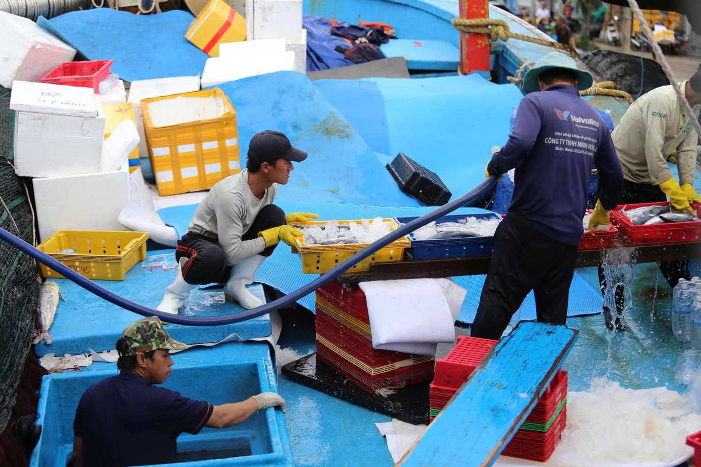 Tại cảng cá Quy Nhơn , tỉnh Gia Lai, không khí trở nên tất bật hơn, một số tàu cá ngư dân tỉnh này cũng cập bến để xuống cá bán cho thương lái, đưa tàu đi neo đậu tránh bão. Để đảm bảo an toàn, ông Võ Hương (SN 1970, phường Hoài Nhơn Đông) - chủ tàu BĐ-97991 TS cùng 15 ngư dân đang cập bến, chuyến đi lần này thu về khoảng 25 tấn cá ngừ và cá sọc dưa.