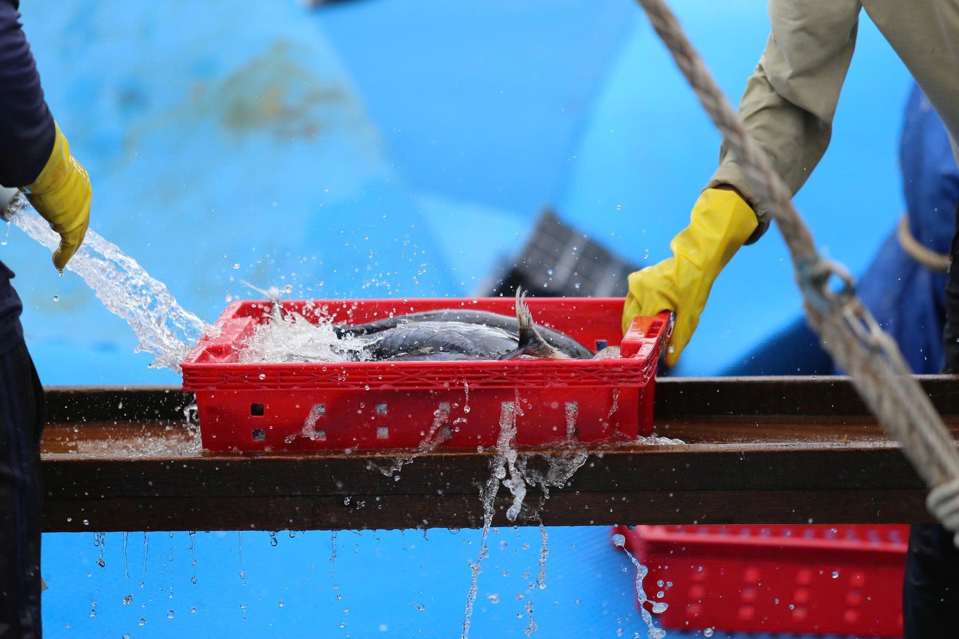 Tại cảng cá Quy Nhơn , tỉnh Gia Lai, không khí trở nên tất bật hơn, một số tàu cá ngư dân tỉnh này cũng cập bến để xuống cá bán cho thương lái, đưa tàu đi neo đậu tránh bão. Để đảm bảo an toàn, ông Võ Hương (SN 1970, phường Hoài Nhơn Đông) - chủ tàu BĐ-97991 TS cùng 15 ngư dân đang cập bến, chuyến đi lần này thu về khoảng 25 tấn cá ngừ và cá sọc dưa.