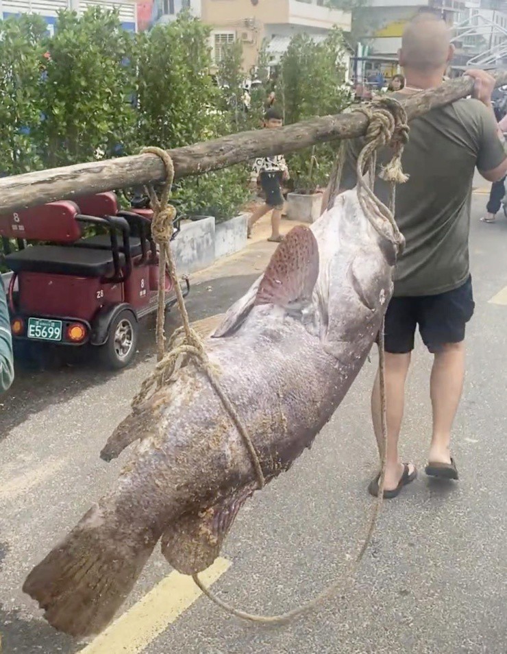 Ngư dân bắt được “thủy quái” khổng lồ: Nặng như heo, vài người mới khiêng nổi - 1