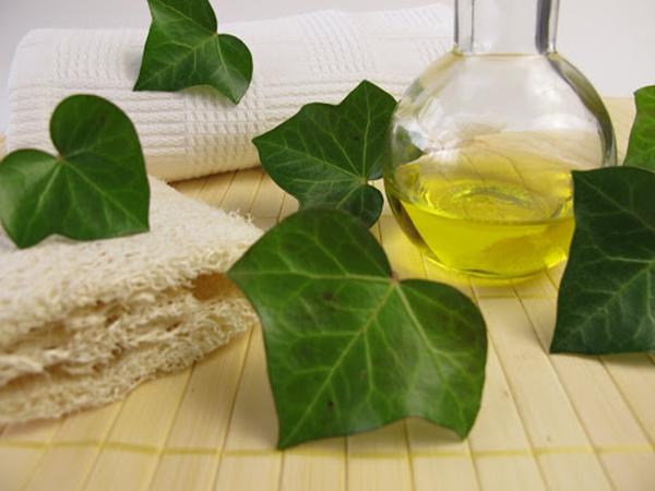 Chiết xuất lá thường xuân – thảo dược giúp làm dịu ho, thông thoáng đường thở tự nhiên