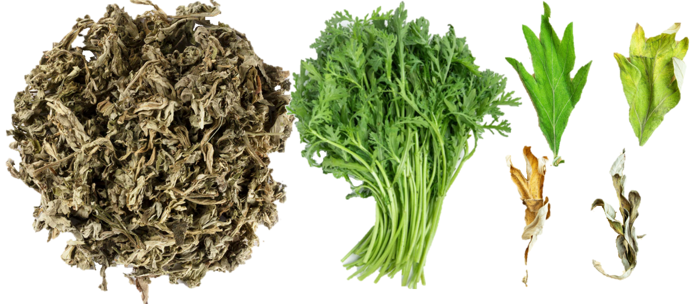 Thứ lá quen thuộc bất ngờ được săn lùng vì công dụng hỗ trợ giảm đau khớp khó tin - 1