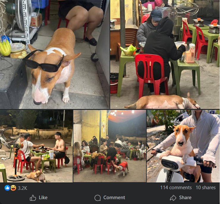 Quán nướng bỗng trở nên "sốt xình xịch" vì chó Tam quá giống Mr. Gold.