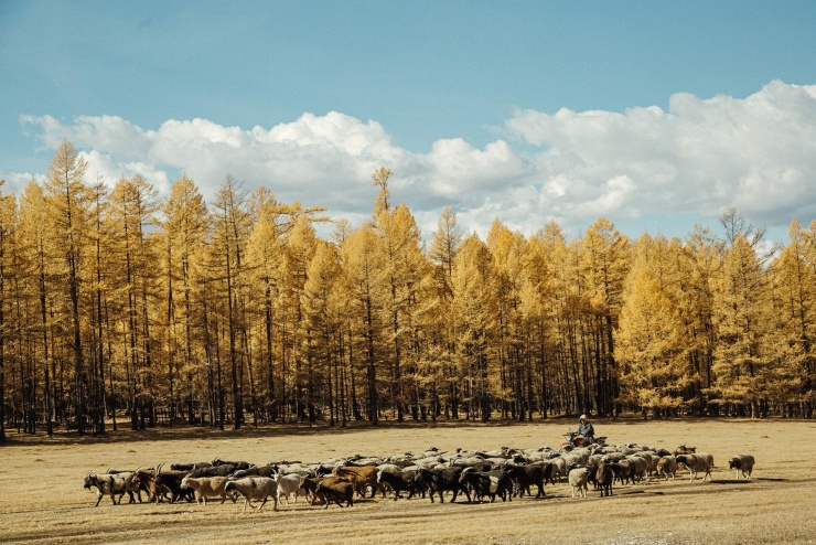 Mùa thu vàng ruộm, đẹp hoang dã và nên thơ ở Mông Cổ