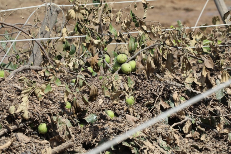 Hàng chục ha vườn táo của người dân bị thiệt hại.