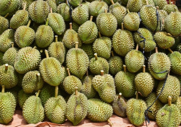 Cơ quan điều tra đã khởi tố vụ án và khởi tố 17 bị can liên quan đến sai phạm trong hoạt động xuất khẩu sầu riêng sang Trung Quốc. Ảnh minh họa: Nguyễn Huế