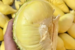 Sầu riêng đổ bộ Hà Nội với giá chỉ từ 35.000 đồng/kg, nhà vườn tiết lộ nguồn gốc