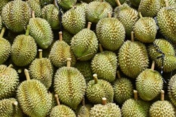 17 người bị khởi tố do sai phạm xuất khẩu sầu riêng: Nhiều lần ‘báo...