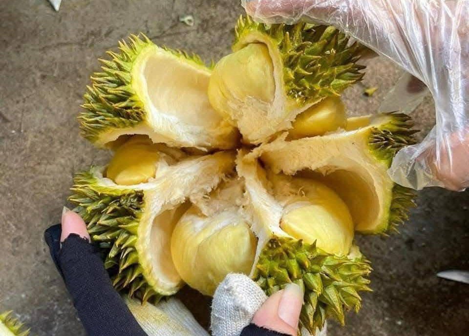 Nhiều người vui mừng vì được ăn sầu riêng ngon với giá rẻ chưa từng có. (Ảnh: Kim Hồng Nguyễn)