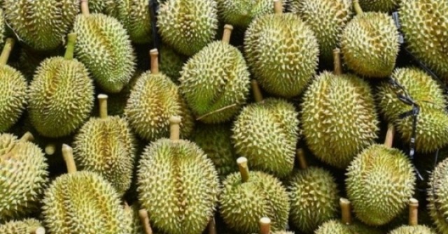 17 người bị khởi tố do sai phạm xuất khẩu sầu r...