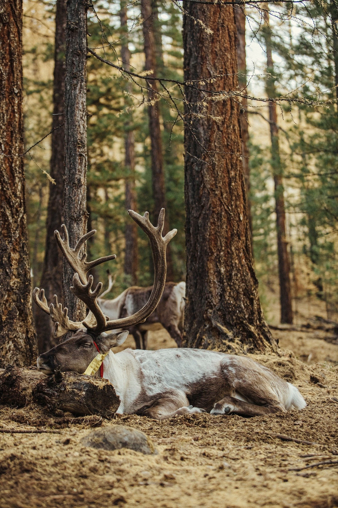 Khách Việt đi ngắm thu ở Mông Cổ: Ngày say xe dữ dội, đêm canh củi đốt lò - 7