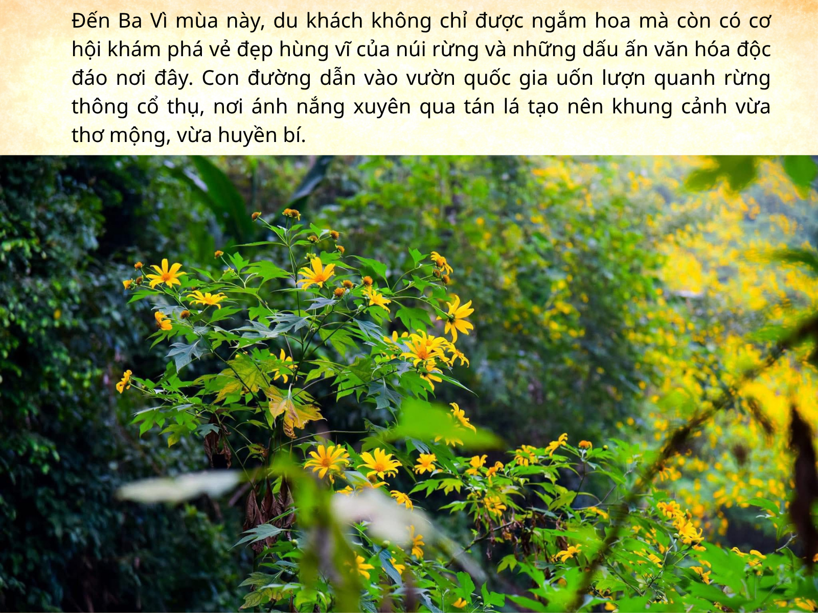Thiên đường hoa dã quỳ đẹp mê, chỉ cách Hà Nội 50km - 17