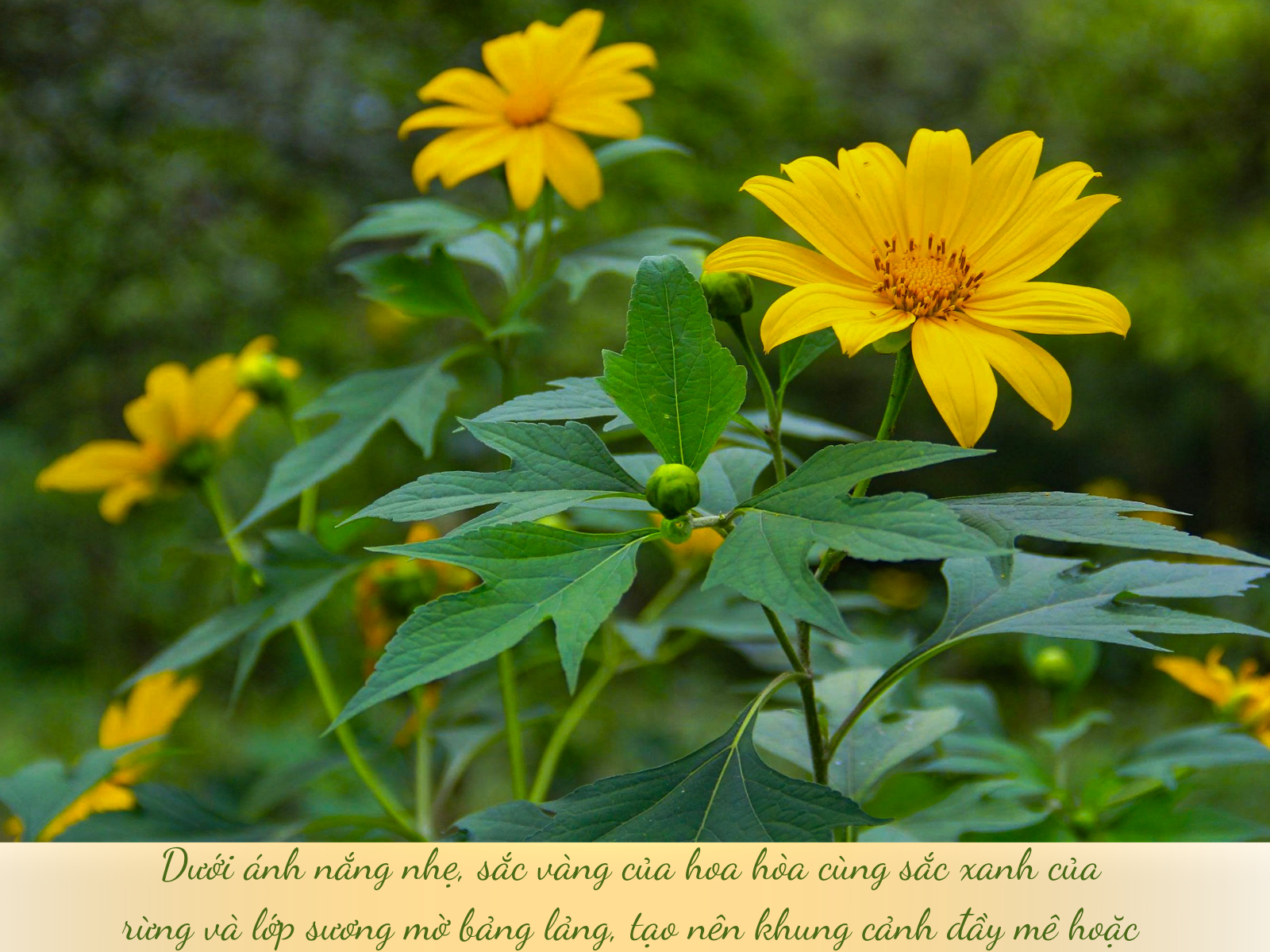 Thiên đường hoa dã quỳ đẹp mê, chỉ cách Hà Nội 50km - 15