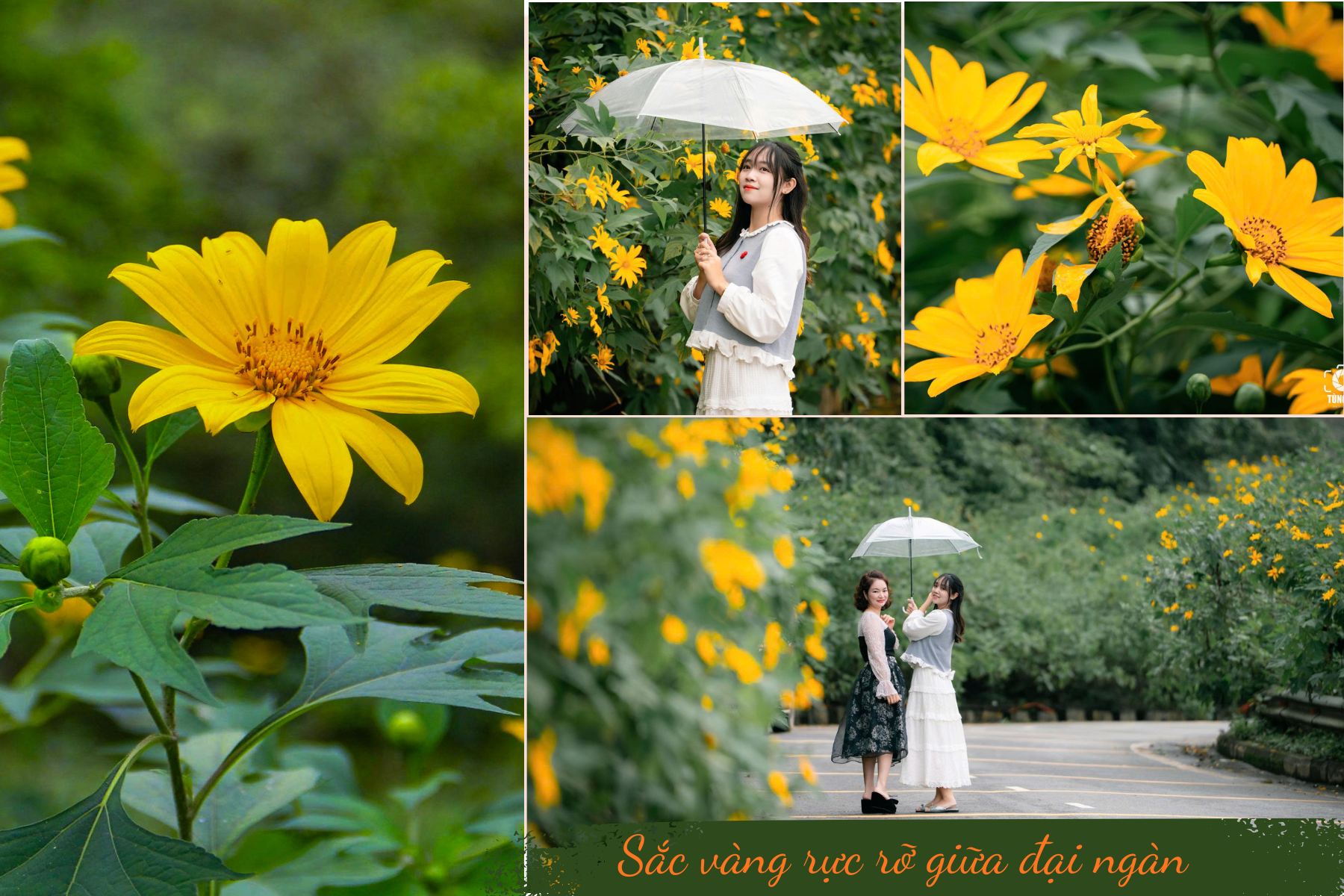 Thiên đường hoa dã quỳ đẹp mê, chỉ cách Hà Nội 50km - 1