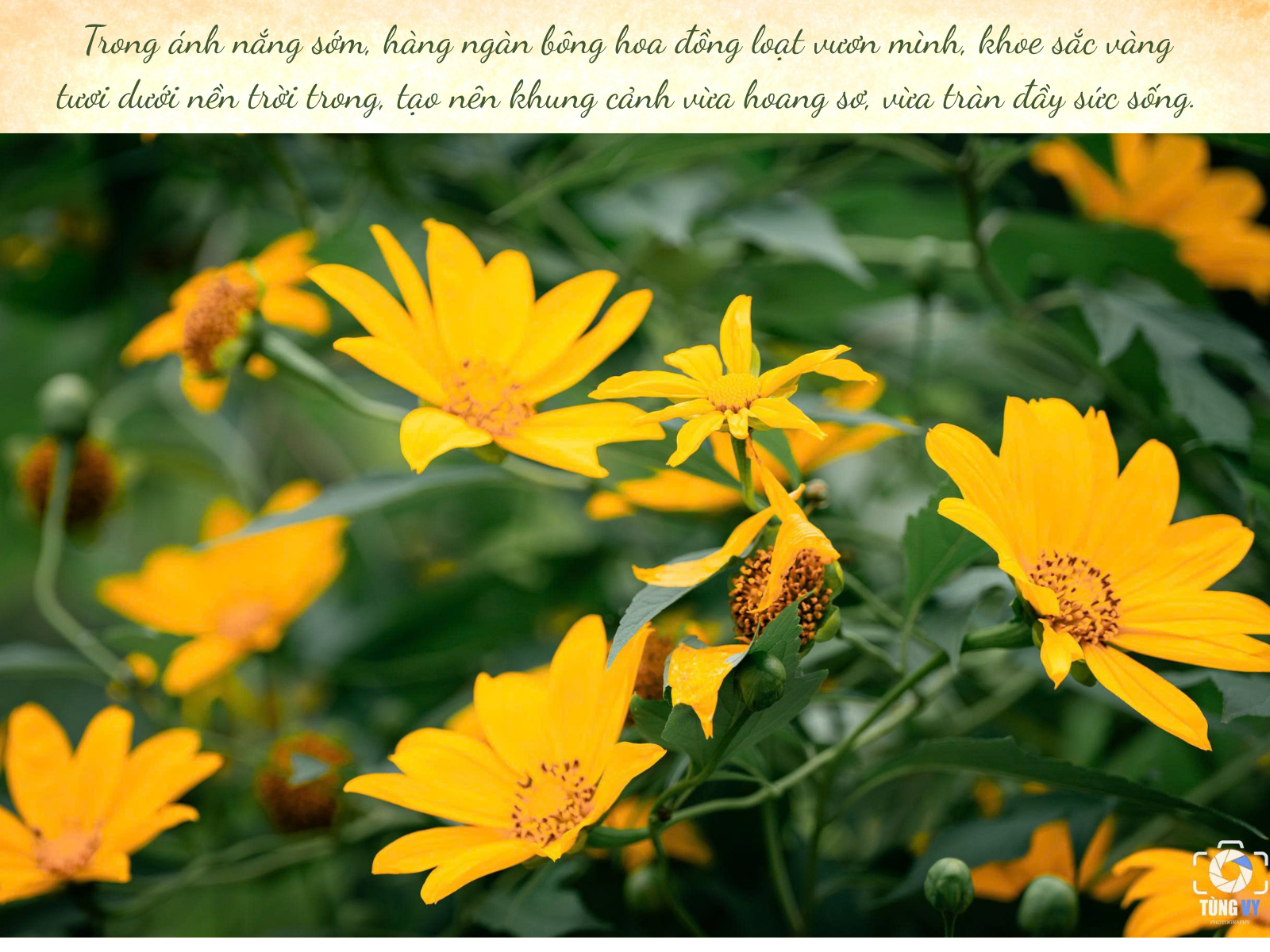 Thiên đường hoa dã quỳ đẹp mê, chỉ cách Hà Nội 50km - 11