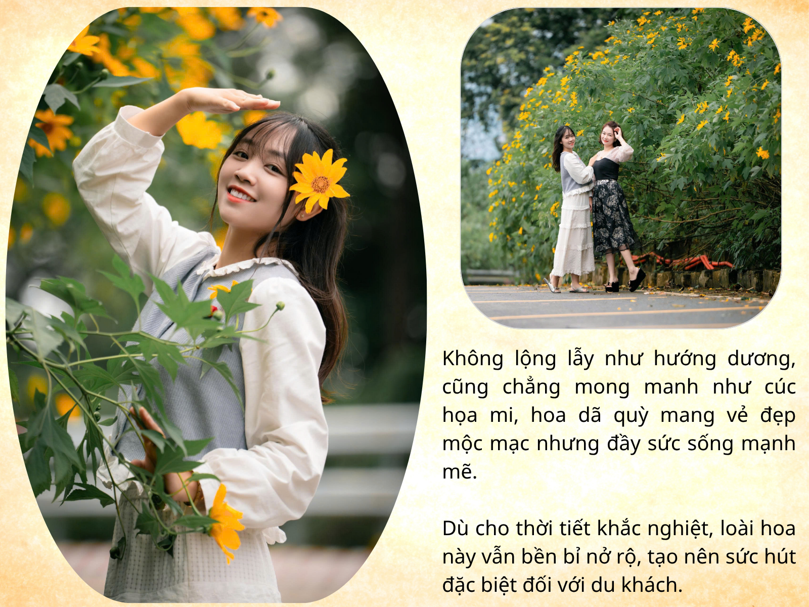 Thiên đường hoa dã quỳ đẹp mê, chỉ cách Hà Nội 50km - 9