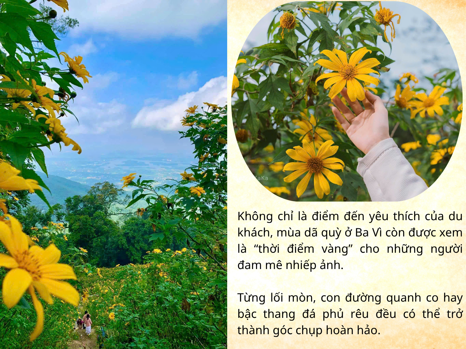 Thiên đường hoa dã quỳ đẹp mê, chỉ cách Hà Nội 50km - 13