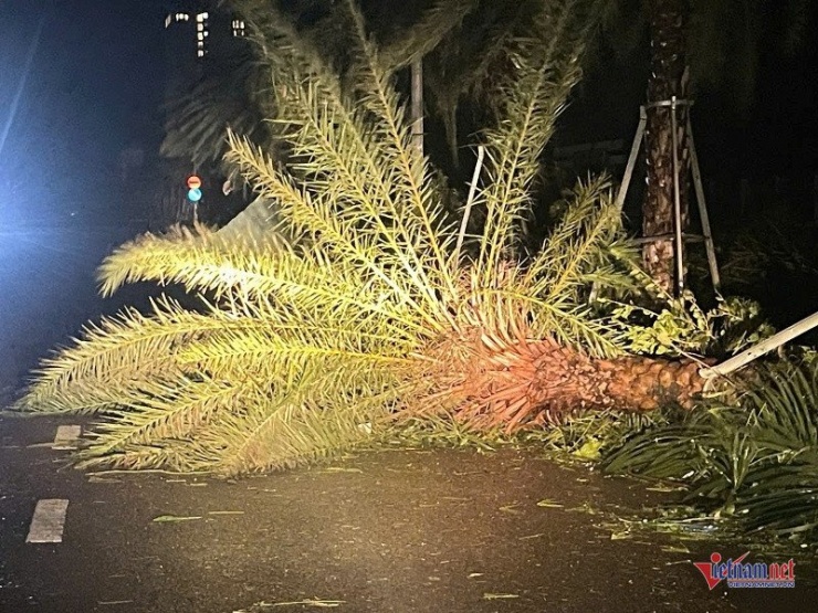 Bão số 13 Kalmaegi quần thảo đã khiến hàng trăm cây xanh trên các tuyến đường tại phường Quy Nhơn bị ngã. Ảnh: Trần Hoàn