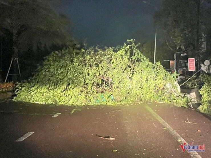 Cây đổ chắn ngang đường. Ảnh: Trần Hoàn