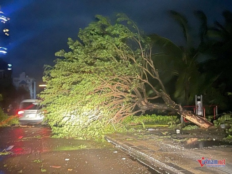 Nhiều cây to, cành lá sum suê cũng không thể đứng vững trước sức tàn phá kinh hoàng của cơn bão này. Ảnh: Trần Hoàn