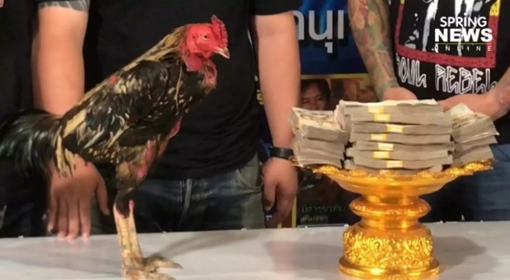 Con gà chọi được bán với giá 2,9 triệu Baht (2,3 tỷ đồng).