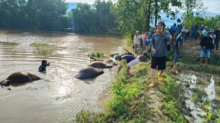 Hàng chục con trâu chết do ngạt nước. Ảnh: N.N