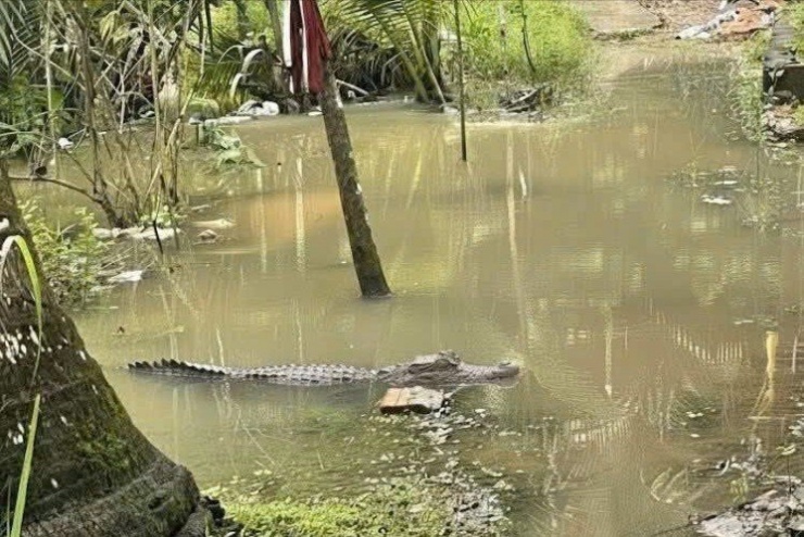 Hình ảnh con cá sấu được cho là xuất hiện trong vườn nhà dân ở xã Nhơn Mỹ, TP. Cần Thơ.