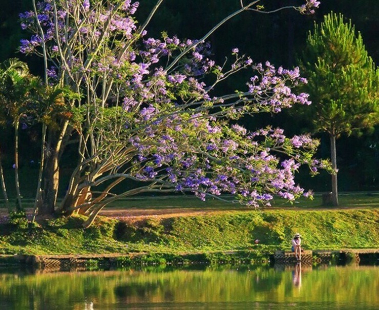 Tại hiện trường, một nửa cây bật gốc, tán cây ngã xuống mặt hồ. Nhiều người dân và du khách bày tỏ sự tiếc nuối.