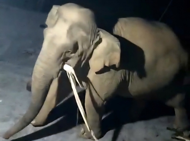 Con voi cái trong lần xuất hiện trước nhà anh Kiên năm 2023.