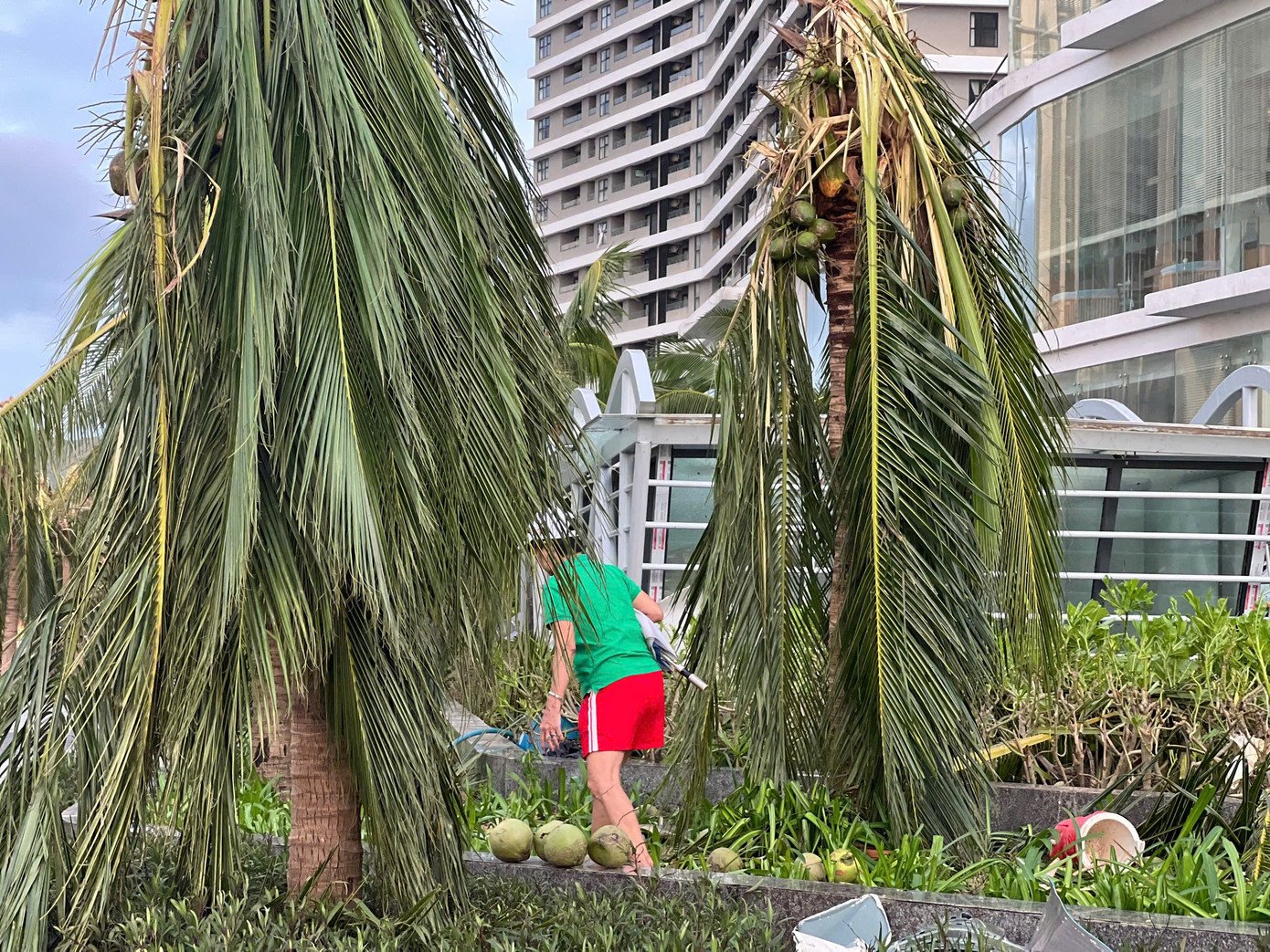 Những cây dừa bị gió táp khu vực phường Quy Nhơn.