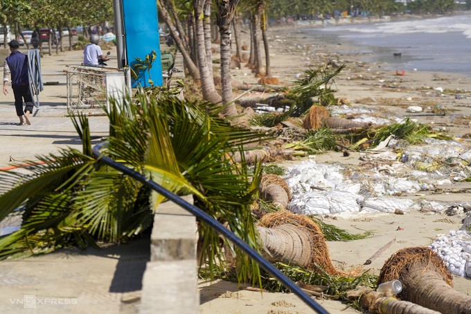 Dừa trồng ven biển bị sóng đánh bật gốc, nằm la liệt. Ảnh: Nguyễn Đông