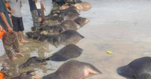 23 con trâu chết ngạt bên bờ suối trong bão số 13