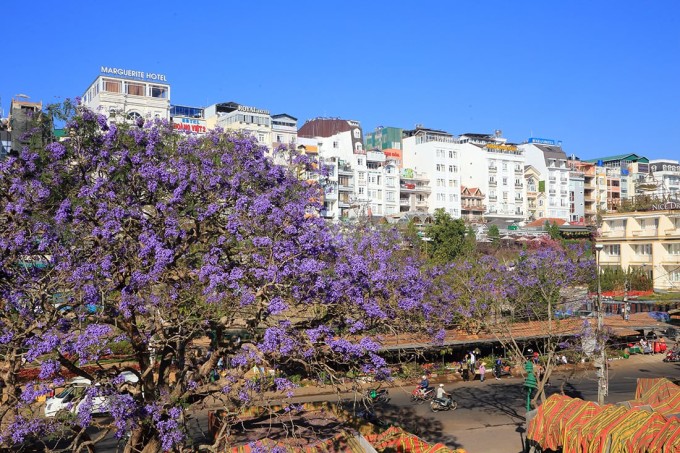 Cây phượng cổ và đẹp nhất Đà Lạt nằm trên đường Nguyễn Thị Minh Khai. Ảnh: Trương Ngọc Thụy
