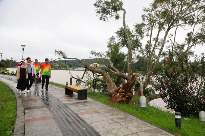 Phần thân còn sống ở sát mặt hồ sẽ được cố định. Ảnh: Trương Ngọc Thụy