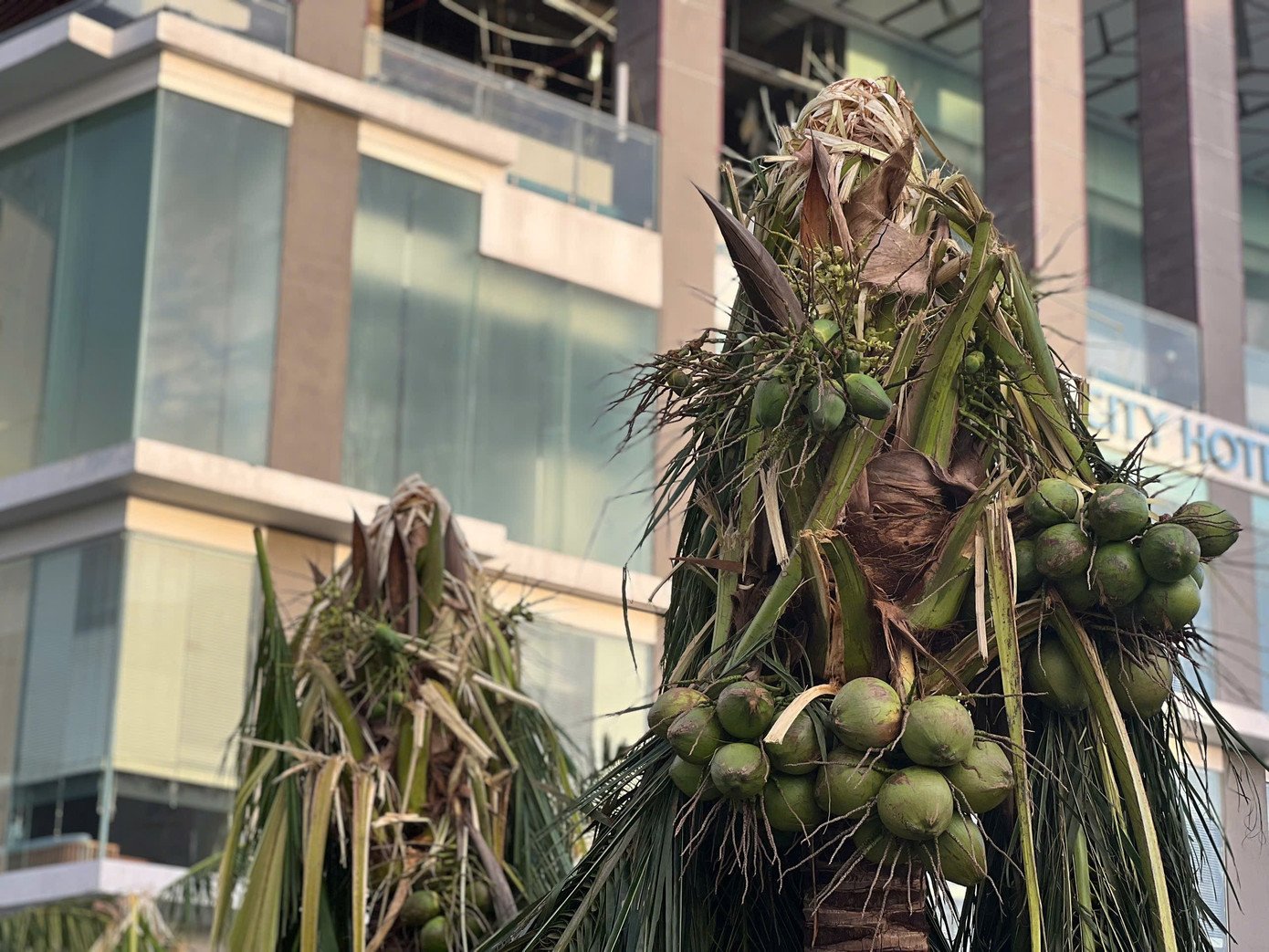 Những cây dừa bị gió táp khu vực phường Quy Nhơn.