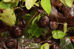 "Lộc trời thức giấc" sau cơn mưa, dân rọi đèn bắt về bán nửa triệu đồng/kg, có tiền cũng khó mua được