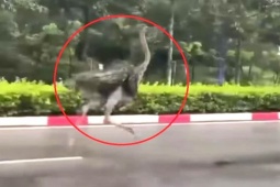 Số phận của con đà điểu xổng chuồng lao vun vút giữa đường phố TP HCM