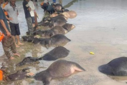 23 con trâu chết ngạt bên bờ suối trong bão số 13