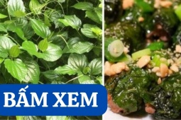 Tin tức sức khỏe - Bí ẩn loại lá được mệnh danh là ‘nhân sâm” của người nghèo bị đau khớp!