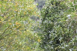 Thị trường - Tiêu dùng - Quả mọc dại trên rừng hoá "mỏ tiền", thành đặc sản được ưa chuộng giá 150.000/kg, dân rủ nhau đi hái về bán