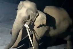 Clip voi rừng vào nhà dân ở Nghệ An tìm thức ăn