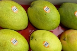 Xoài Australia về Việt Nam giá 600.000 đồng một kg