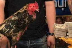 Con gà chọi được trả 2,3 tỷ đồng, chủ gà liền đồng ý bán