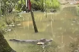 Xác minh tin cá sấu xuất hiện trong vườn nhà dân ở Cần Thơ