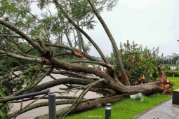Du lịch - Cây phượng tím biểu tượng ở Đà Lạt bị bão quật đổ