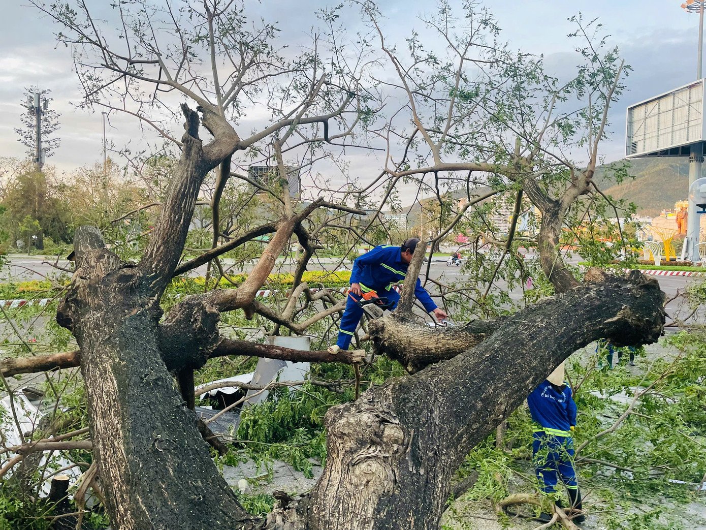 Cây cối ngã rạp trên hầu hết các tuyến đường phía đông Gia Lai.